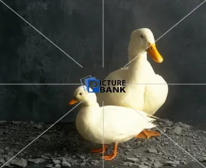 Animals Collection: Two Ducks
