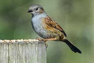 Male Collection: Dunnock