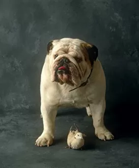 Funny Collection: English bulldog and pigeon, indoors