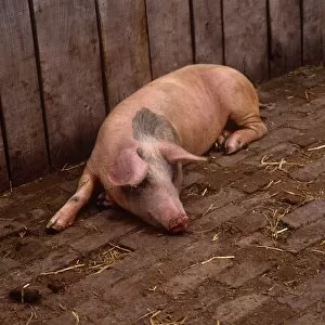 Outside Gallery: Farm Pig