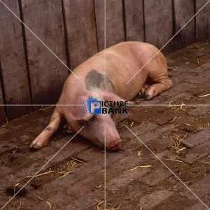 Animals Collection: Farm Pig