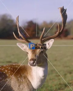 Close Up Collection: Fawn Deer