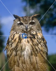 Close Up Collection: Feathered Owl