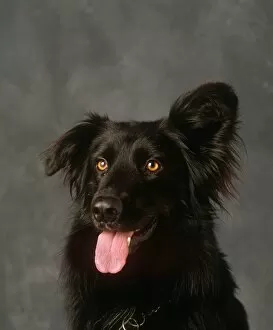 Black Gallery: A fluffy eared Dog