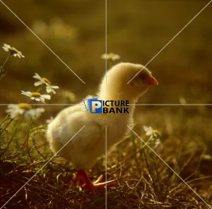 Animals Gallery: A fluffy yellow Chick