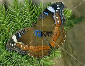 Close Up Collection: Garden inspector butterfly