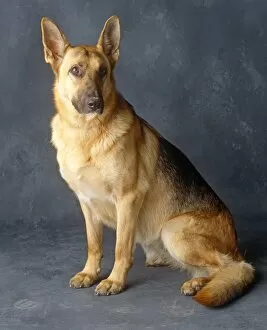 Strong Collection: German Shepard indoors