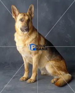 Strong Collection: German Shepard indoors