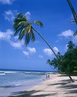 Beautiful Collection: Gibbs Beach (Mullins Bay), Barbados