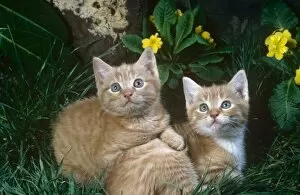 Animals Gallery: Two Ginger Kittens, outside