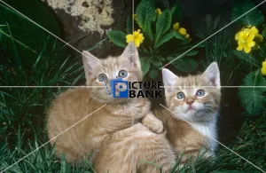 Animals Gallery: Two Ginger Kittens, outside
