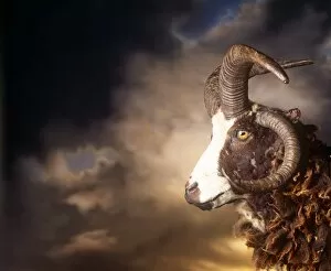 Fluffy Gallery: Goat Ram