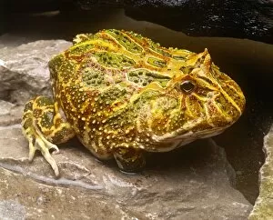 Animals Collection: Green and Yellow Frog