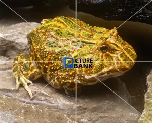 Bright Gallery: Green and Yellow Frog