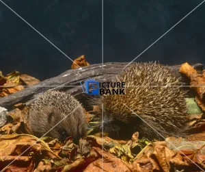 Branch Collection: Two Hedgehogs
