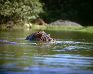 Wild Gallery: Hippo Hippopotamus