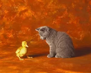 Background Gallery: Kitten and duckling posing indoors