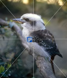 Tree Gallery: Kookaburra Kingfisher