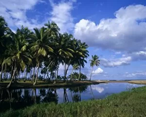 Palm Collection: Landscape view of Playa Matancitas, Dominican Republic