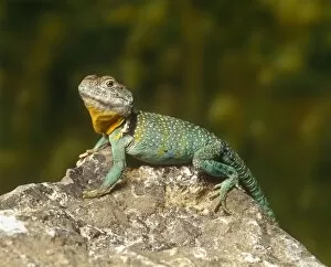 Animals Collection: Lizard on a Stone
