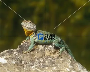 Bright Gallery: Lizard on a Stone