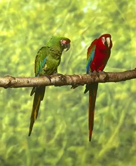 Branch Collection: Macaws