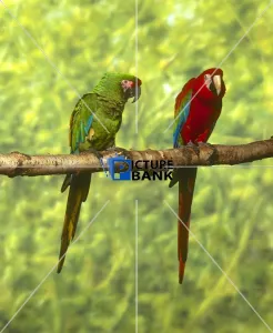 Branch Collection: Macaws