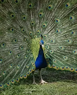 Male Collection: Male peacock