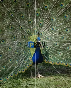 Male Collection: Male peacock