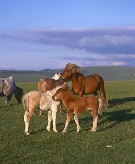Brown Gallery: Multiple Shetland Ponies, outside