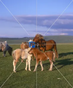 Animals Gallery: Multiple Shetland Ponies, outside