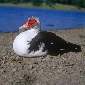 Water Gallery: Muscony duck