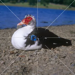 Animals Gallery: Muscony duck