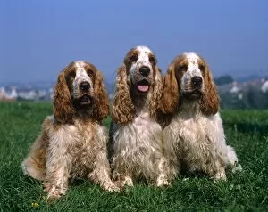 Three pedigree cocker spaniels