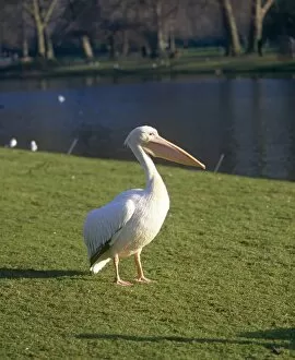 Grass Gallery: A Pelican