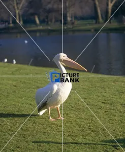 Animals Gallery: A Pelican