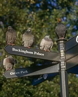 Birds Collection: Pigeons sitting on London Post Sign