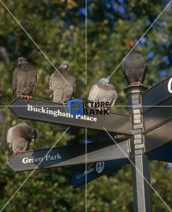 Animals Collection: Pigeons sitting on London Post Sign