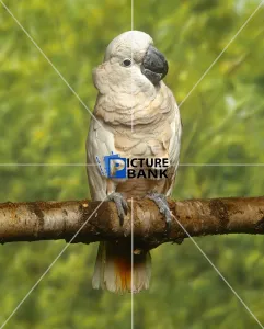 Beak Gallery: Pink Cockatoo