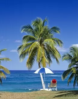 Palm Collection: Playa Preciosa, Rio San Juan, Dominican Republic