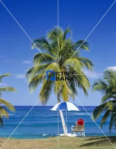 Tree Gallery: Playa Preciosa, Rio San Juan, Dominican Republic