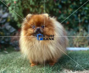 Animals Gallery: Pomeranian Puppy