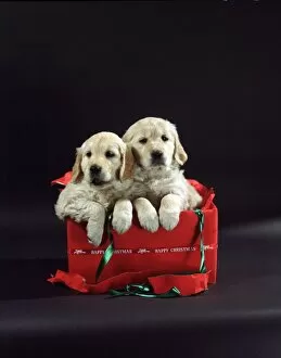 Christmas & New Years Collection: Two Puppies in a present Christmas & New Years