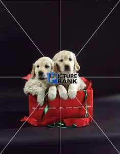 Christmas & New Years Collection: Two Puppies in a present Christmas & New Years