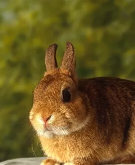 Cute Gallery: Rabbit