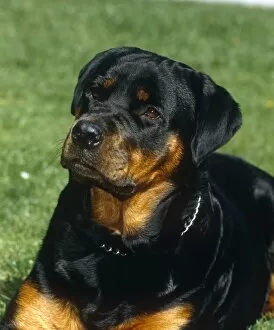 Relaxed Gallery: Rottweiller outdoors
