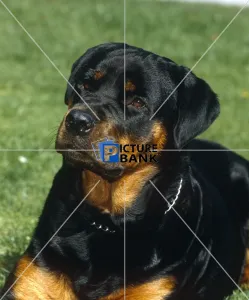 Relaxed Gallery: Rottweiller outdoors