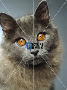 Close Up Collection: Russian blue cat