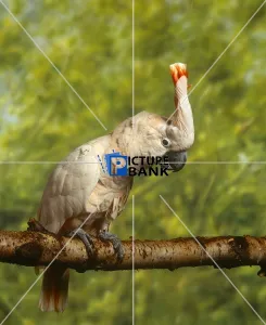 Head Gallery: Salmon Cockatoo