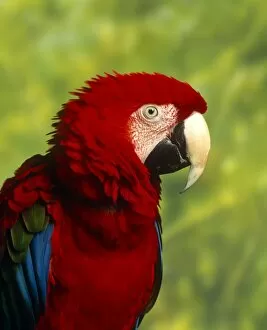 Close Up Collection: Scarlet macaw close-up
